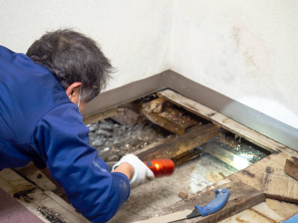 Best Insurance-Related Mold Remediation in Barberton, OH
