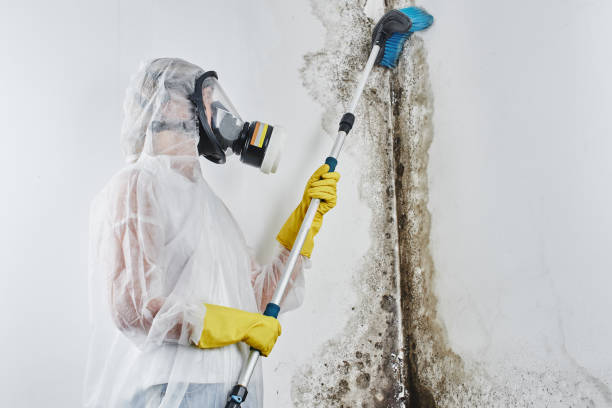 Best Basement Mold Remediation in Barberton, OH