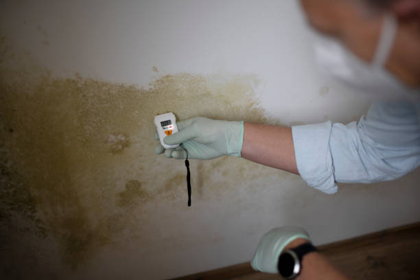 Trusted Barberton, OH Mold Remediation Experts