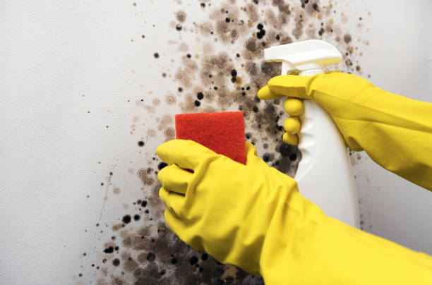 Best Post-Flood Mold Remediation in Barberton, OH