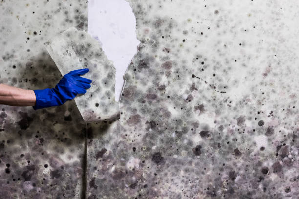 Best White Mold Remediation in Barberton, OH